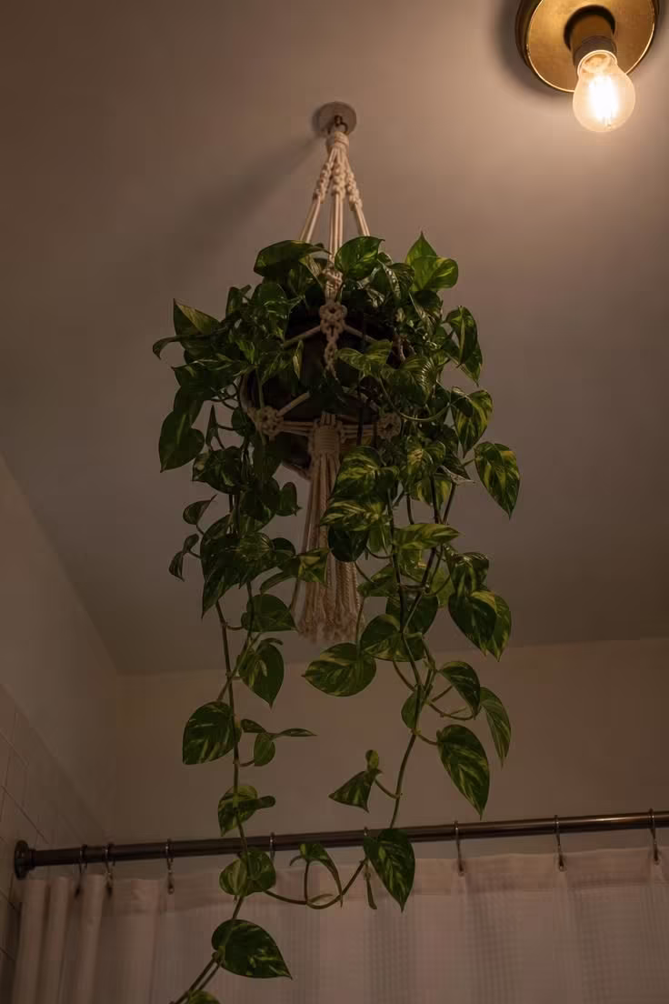 19 Cozy Apartment Bathroom Decor Ideas for Small Spaces 8 Trailing pothos vine in a cream macrame hanger mounted to the ceiling of a moody, dimly lit apartment bathroom