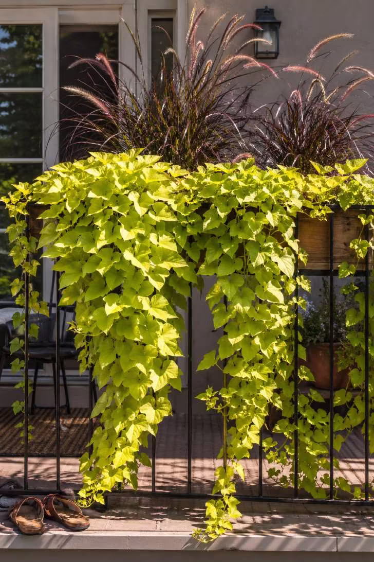 Chartreuse sweet potato vine cascading from a wooden railing planter on a balcony, paired with purple fountain grass, in bright midday light against a warm gray wall.