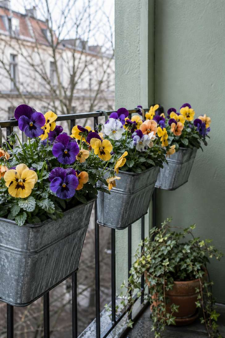 Galvanized metal window boxes of purple, yellow, and white pansies and violas along a balcony railing on a cool, dewy early-spring morning against a sage green wall.