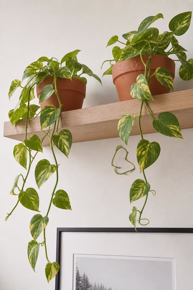 13 Cozy Bedroom Ideas for Women Over 40 You Will Love 8 Two terracotta planters with trailing golden pothos on a white oak floating shelf in cool overcast light against a warm white wall.