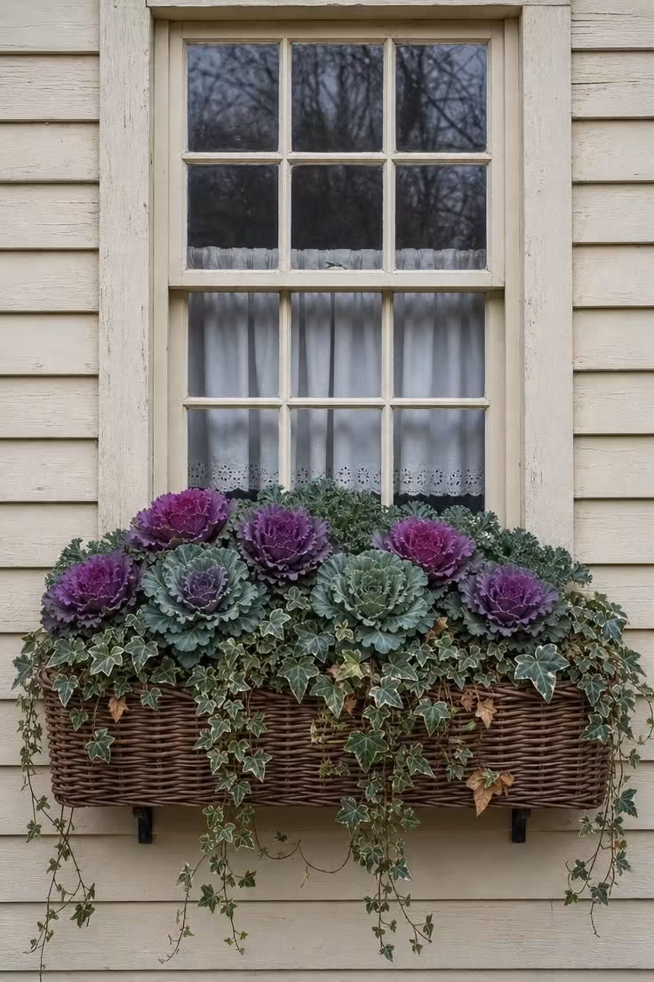 A wicker window box with ornamental kale and trailing ivy beneath a six-over-six pane cottage window in cool overcast morning light.