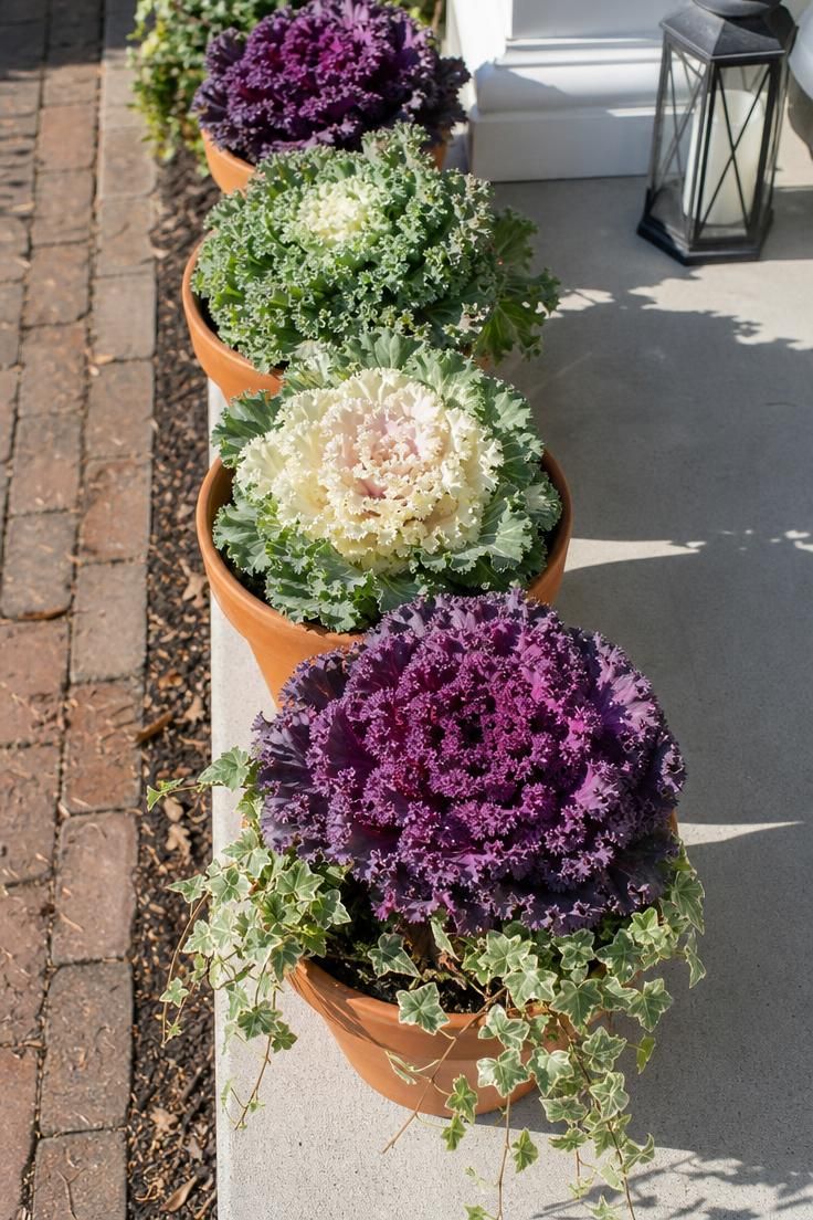 17 Cozy Fall Outdoor Decor Ideas for a Warm Welcome 8 Row of terracotta pots with ruffled ornamental kale and cabbage in plum and sage under bright midday light.