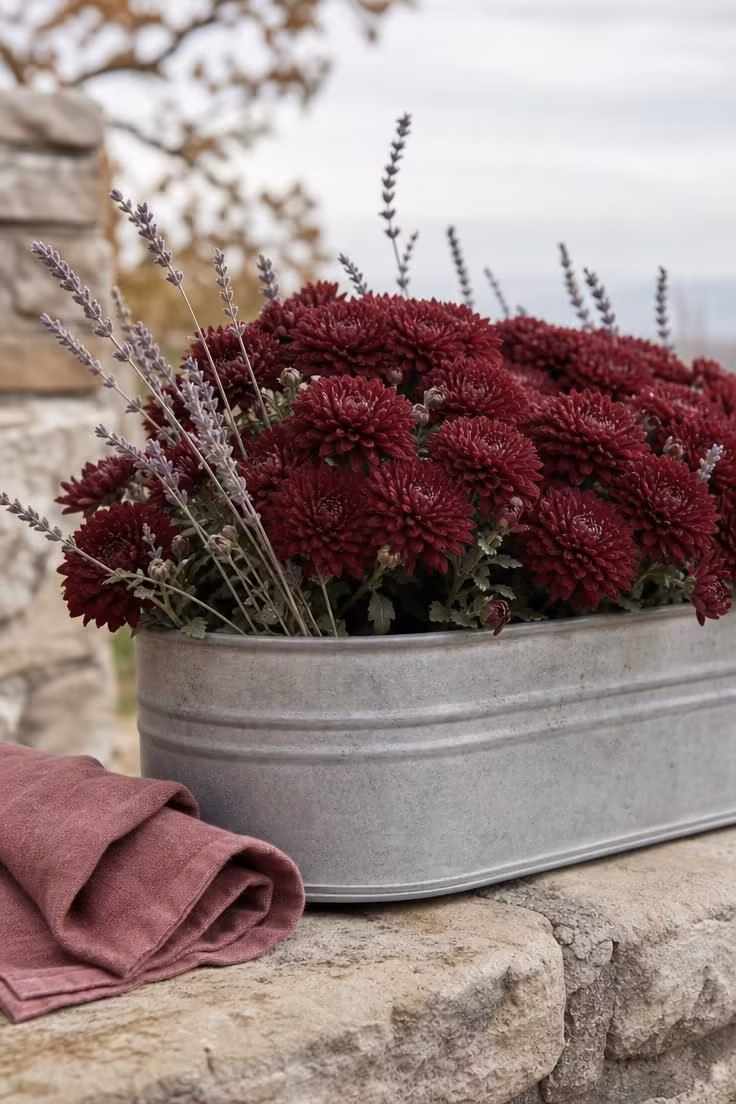 Close-up of a galvanized trough planter with deep burgundy mums and dried lavender stalks on a stone patio ledge