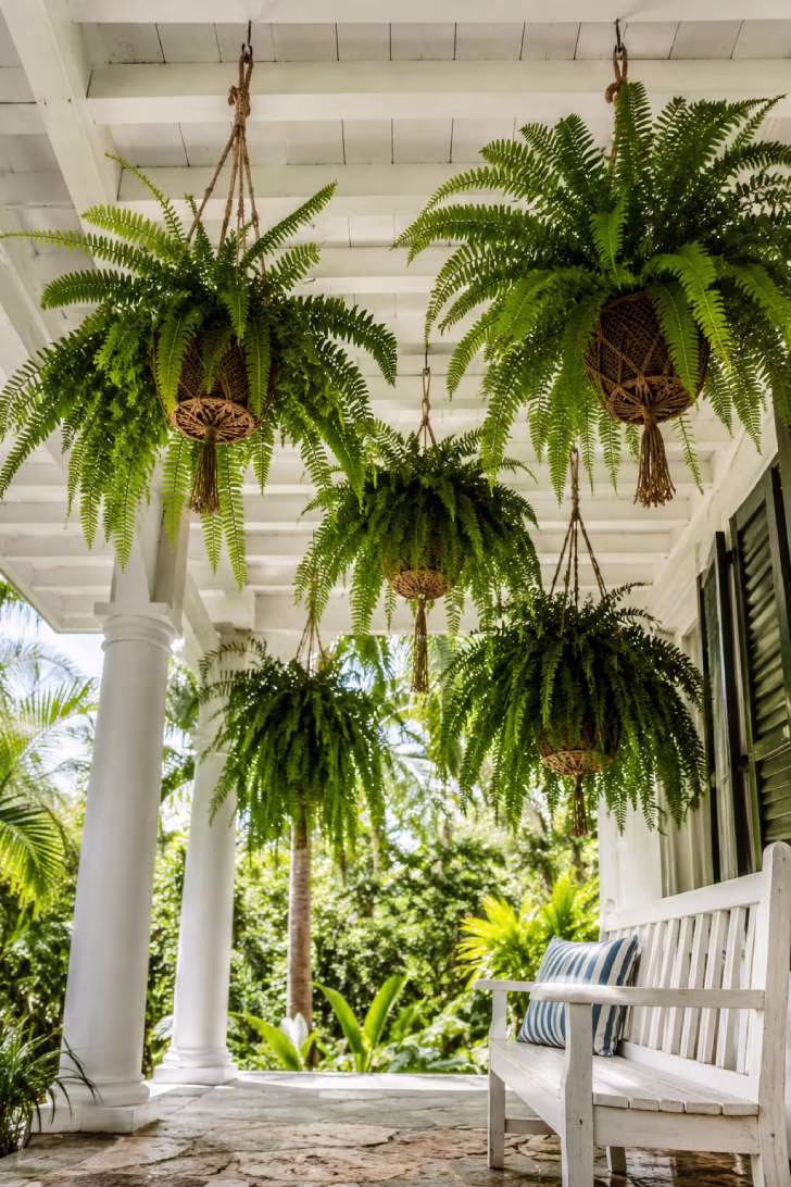 Multiple Boston ferns in macramé hangers suspended from white porch ceiling beams
