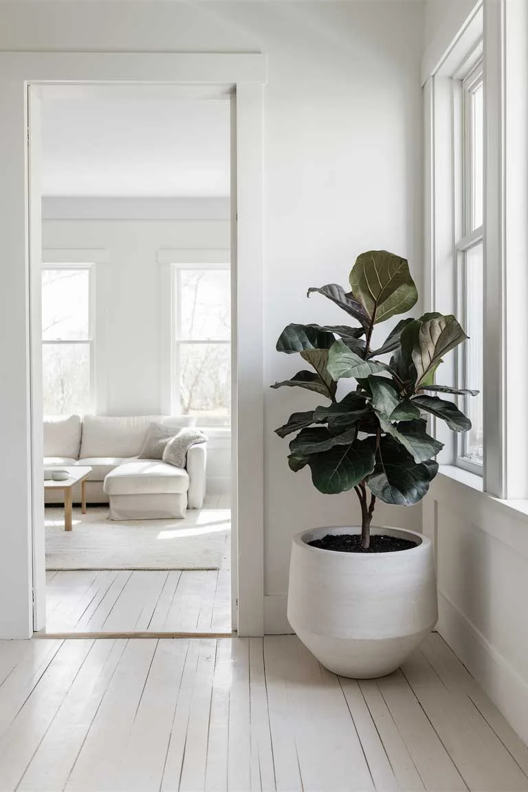 Minimalist living room plants ideas