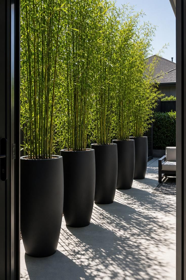 17 Sleek Modern Backyard Landscaping Plans Worth Copying 15 A row of five tall matte black fiberglass planters holding clumping bamboo along a modern backyard patio in bright midday light.