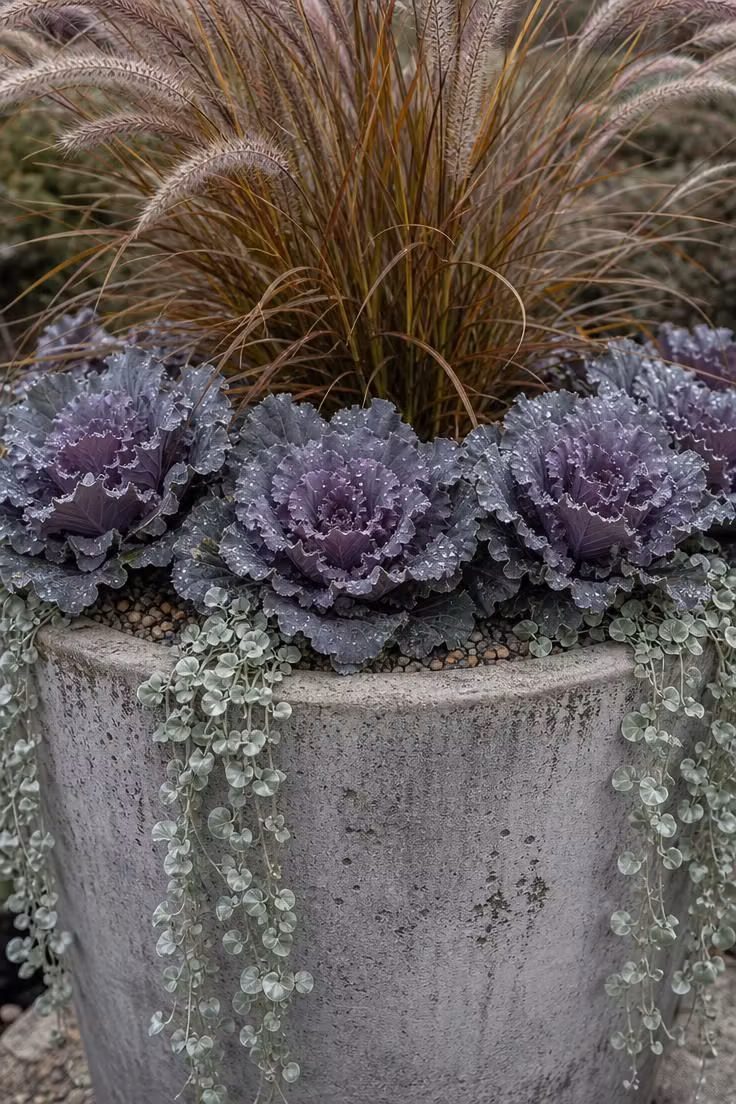 10 Modern Fall Porch Decor Ideas for a Cozy Welcome 3 A concrete urn planted with bronze fountain grass, purple ornamental kale, and trailing dichondra.
