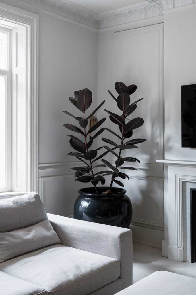 A white living room with a black rubber plant