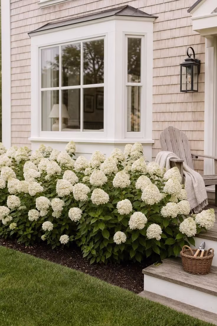 13 Simple Front Yard Landscaping Ideas For Curb Appeal 2 A continuous white panicle hydrangea hedge running below a bay window on a cream-colored cottage.