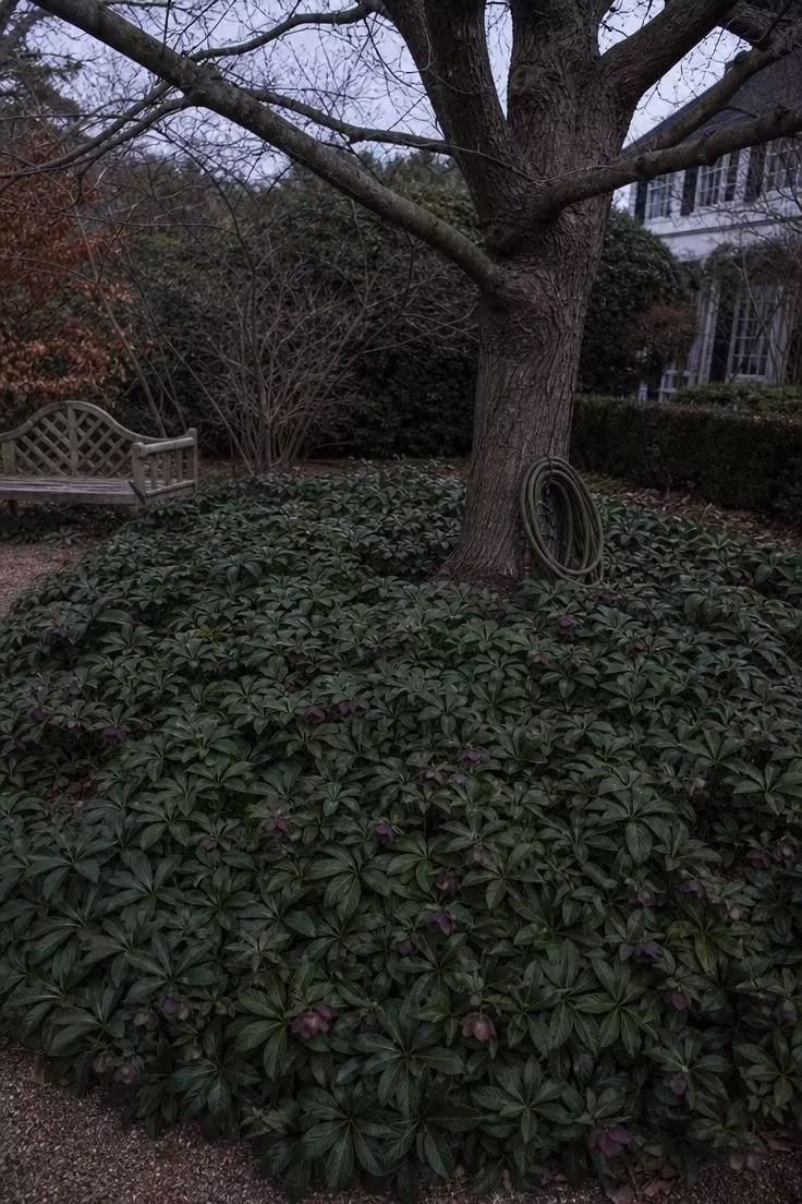 13 Simple Front Yard Landscaping Ideas For Curb Appeal 11 A pool of evergreen hellebore groundcover spreading beneath a mature silver maple in winter light.