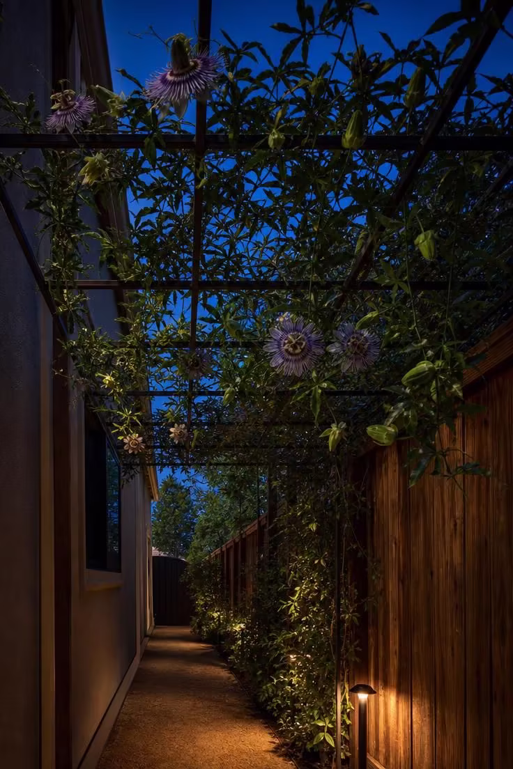 Passionflower vine growing on a black aluminum trellis overhead in a narrow side yard at dusk with moody low light