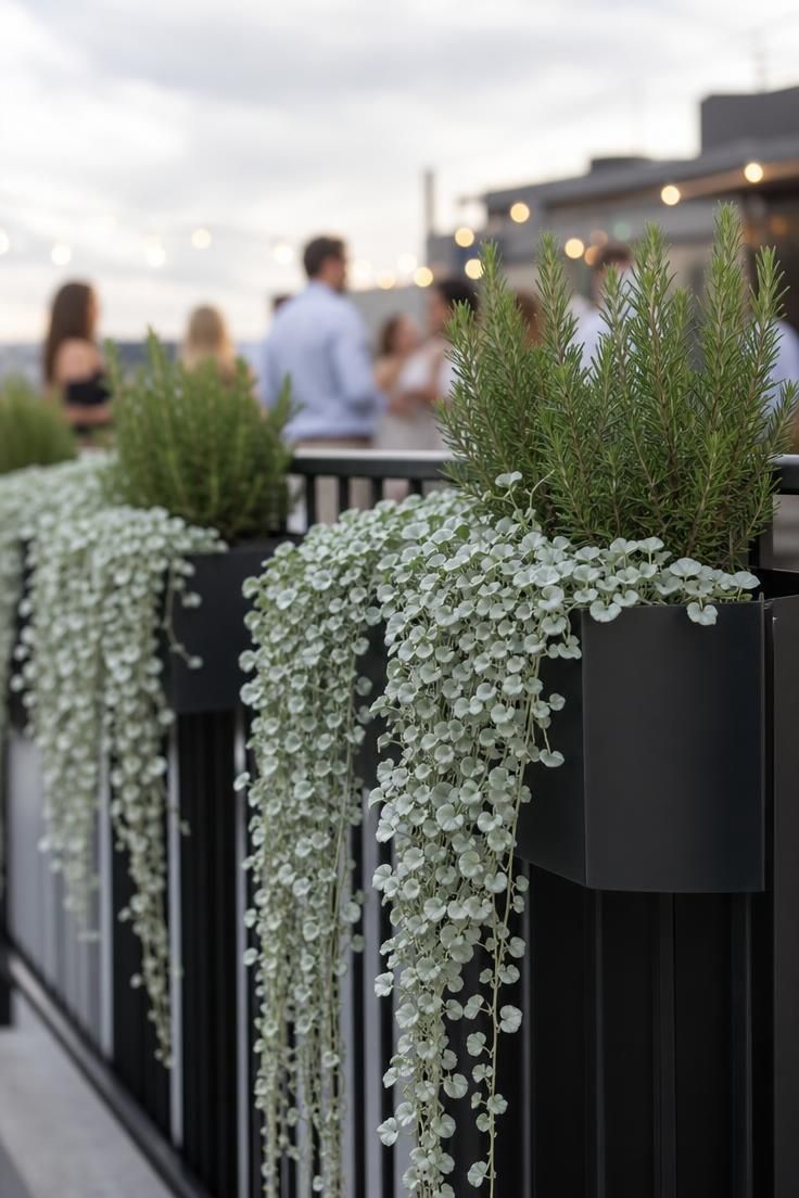 12 Cozy Terrace Decoration Ideas for a Fun Party Night 3 Railing-mounted planters with trailing dichondra and rosemary creating a soft green boundary along a terrace edge.